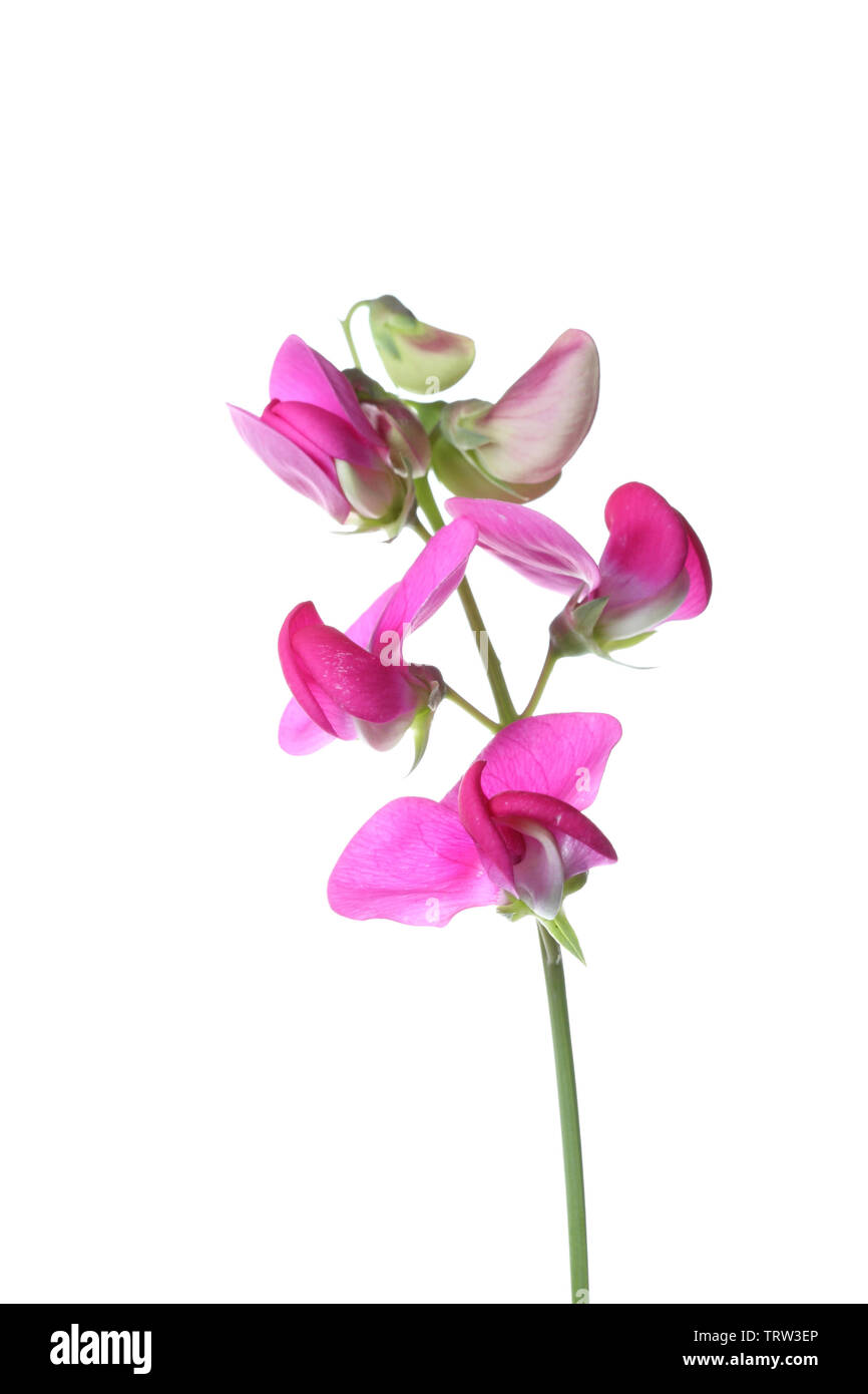 Lathyrus latifolius Banque D'Images