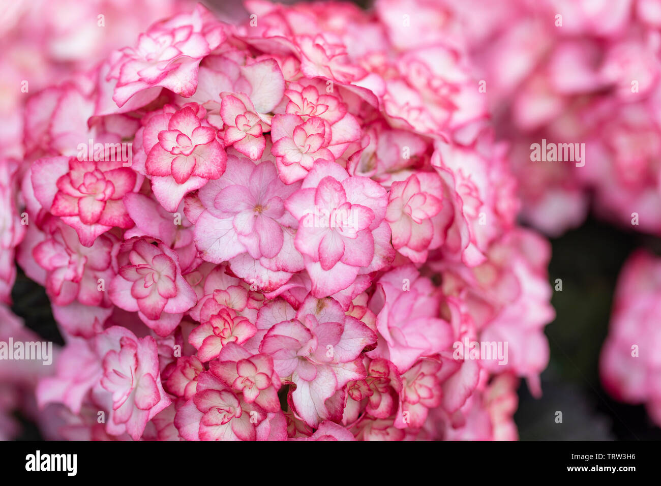 Gros plan de Hydrangea macrophylla Miss Saori floraison dans un jardin anglais en juin, Angleterre, Royaume-Uni Banque D'Images