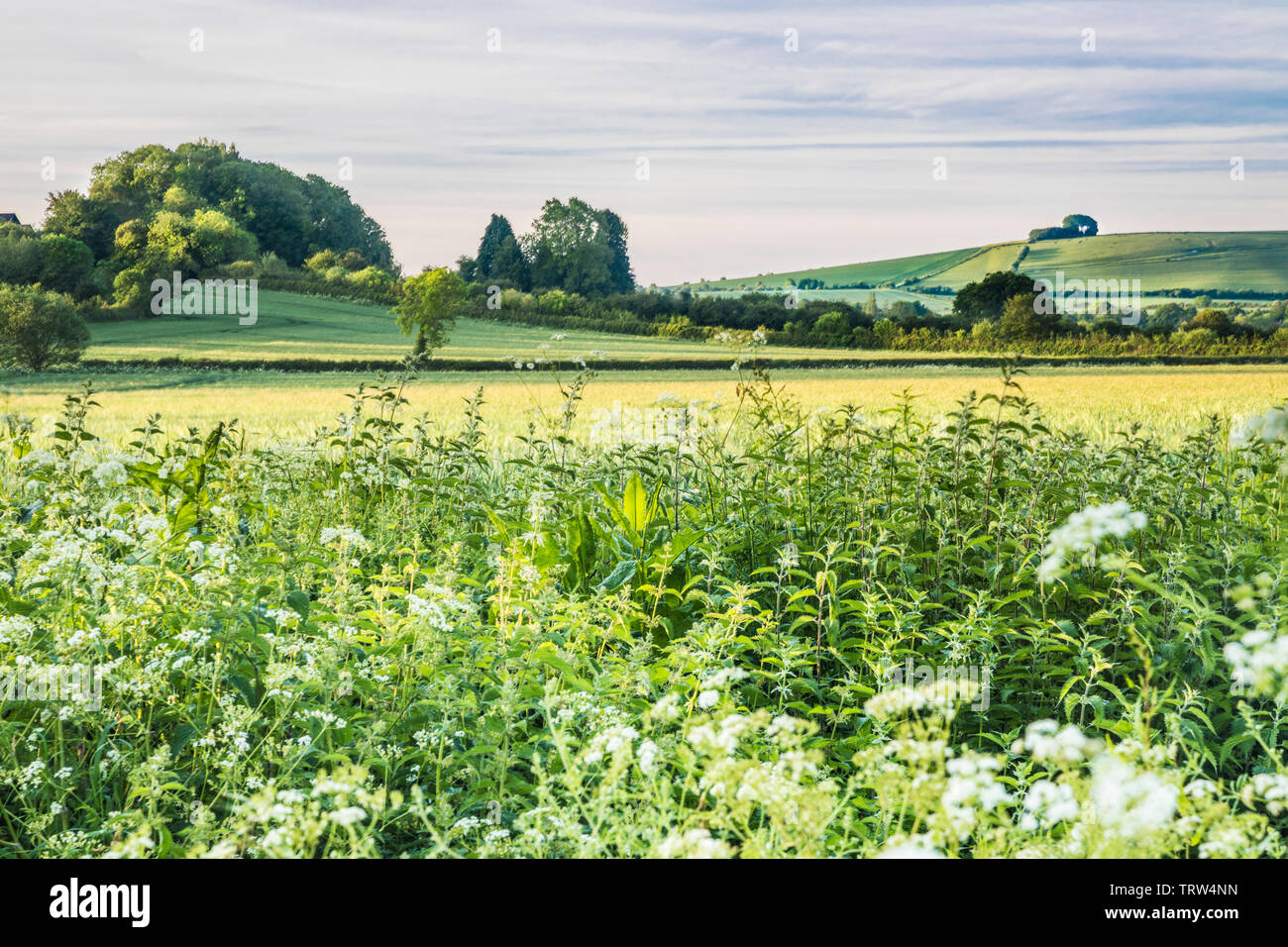 La vue en direction de Liddington Hill, près de Swindon, Wiltshire sur un début d'un matin d'été. Banque D'Images