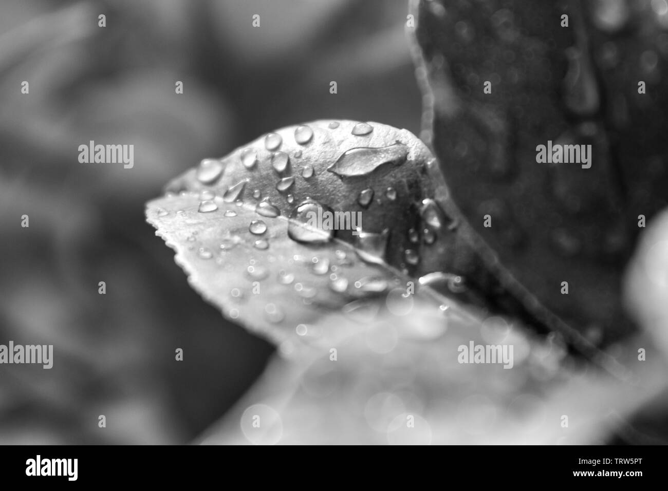 La rosée et la pluie sur des feuilles d'un citronnier Meyer Banque D'Images