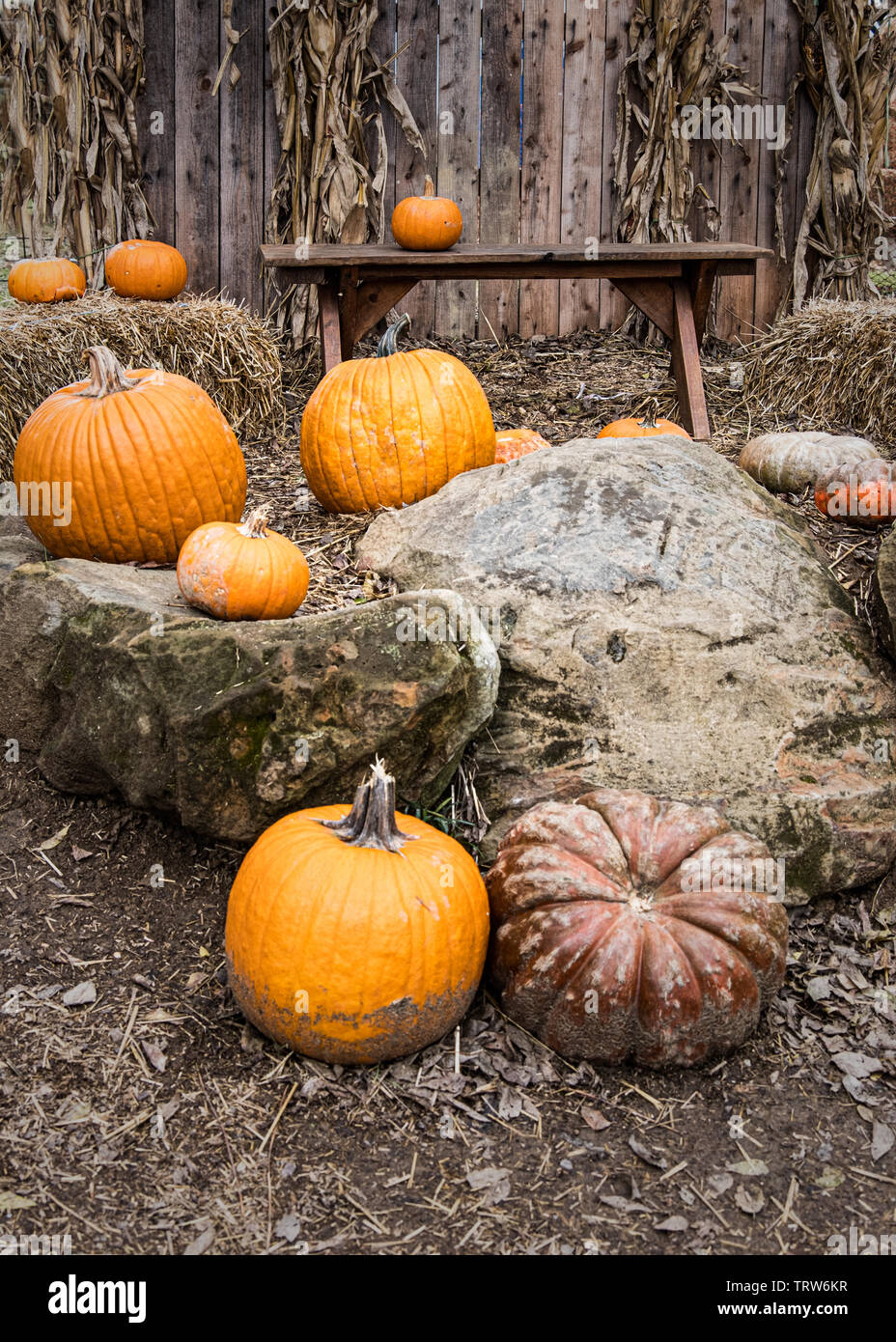 Image de la ferme à l'Halloween Citrouille Walden, Smyrna, Tennessee. Banque D'Images