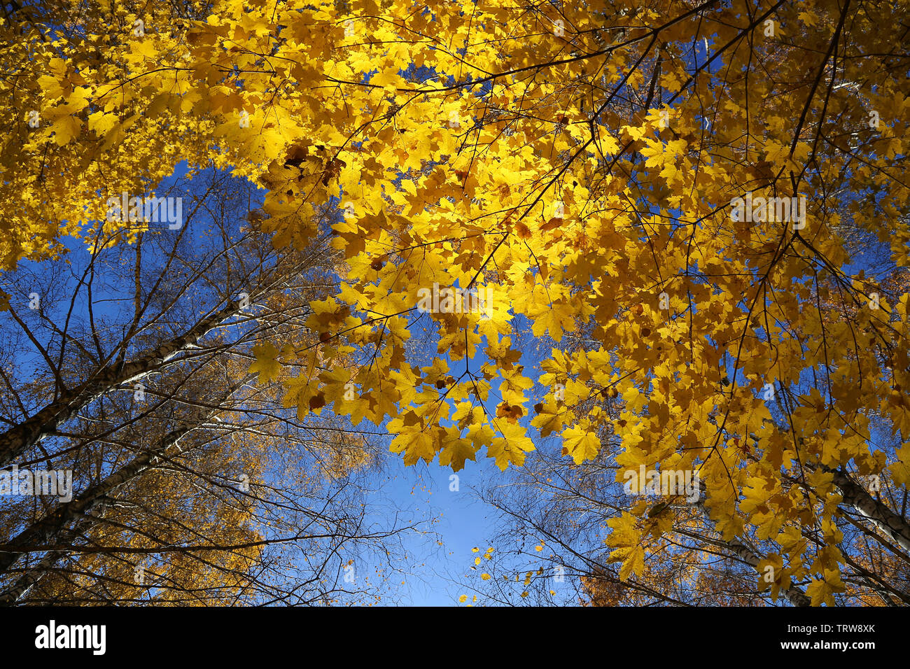 Tops de beaux arbres d'automne sur fond de ciel bleu Banque D'Images
