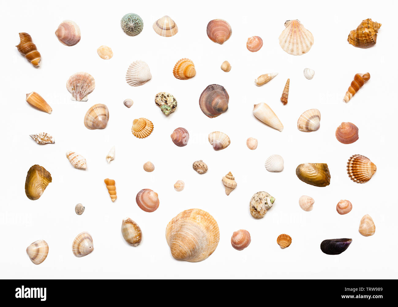 Collage à partir de coquilles de mer séchés naturels sur papier blanc Banque D'Images