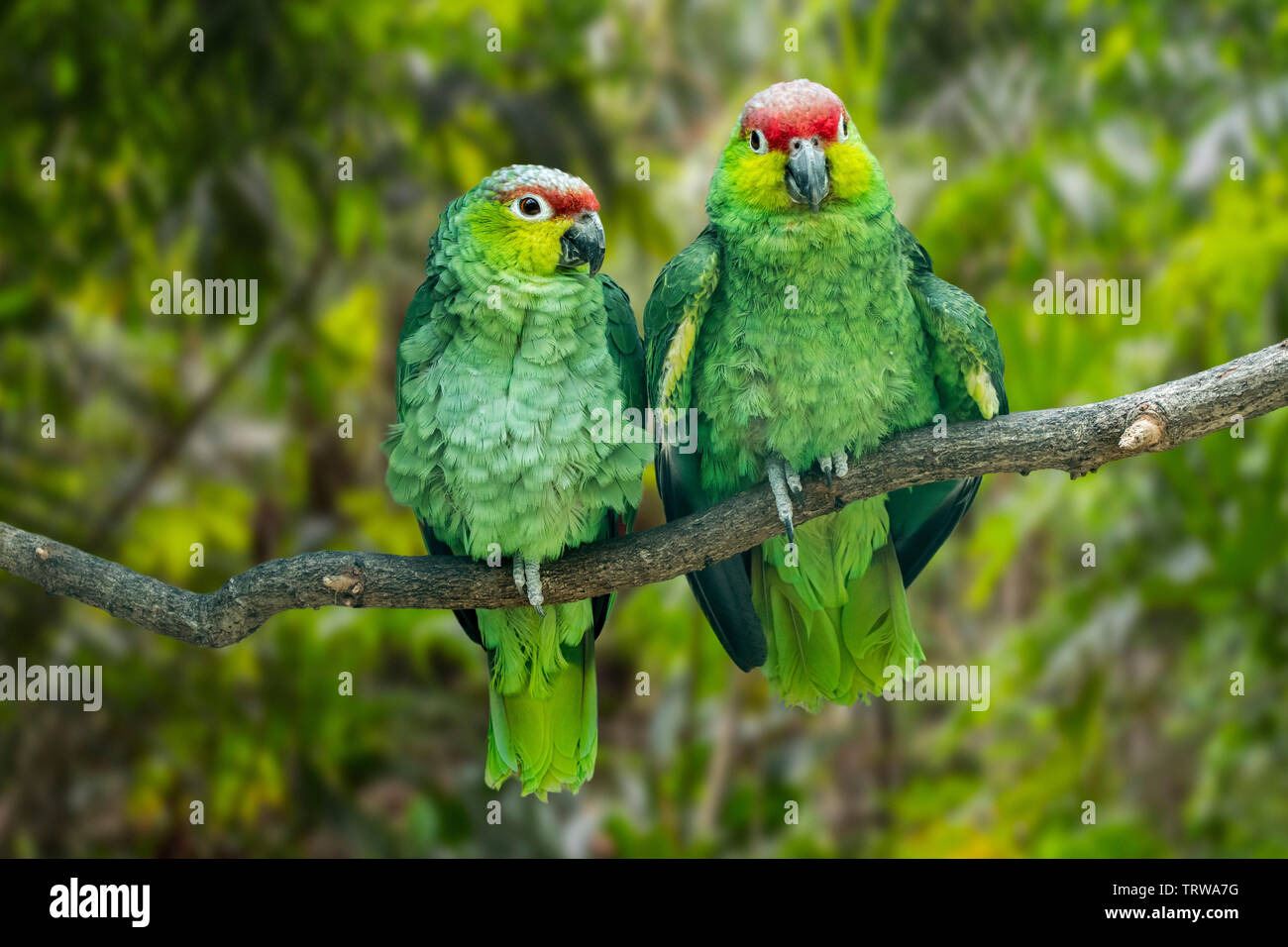 Red-lored amazon équatorien / lilacine amazon (Amazona Amazona autumnalis lilacina lilacina / paire) perché dans l'arbre, originaire de l'Equateur, l'Amérique du Sud Banque D'Images