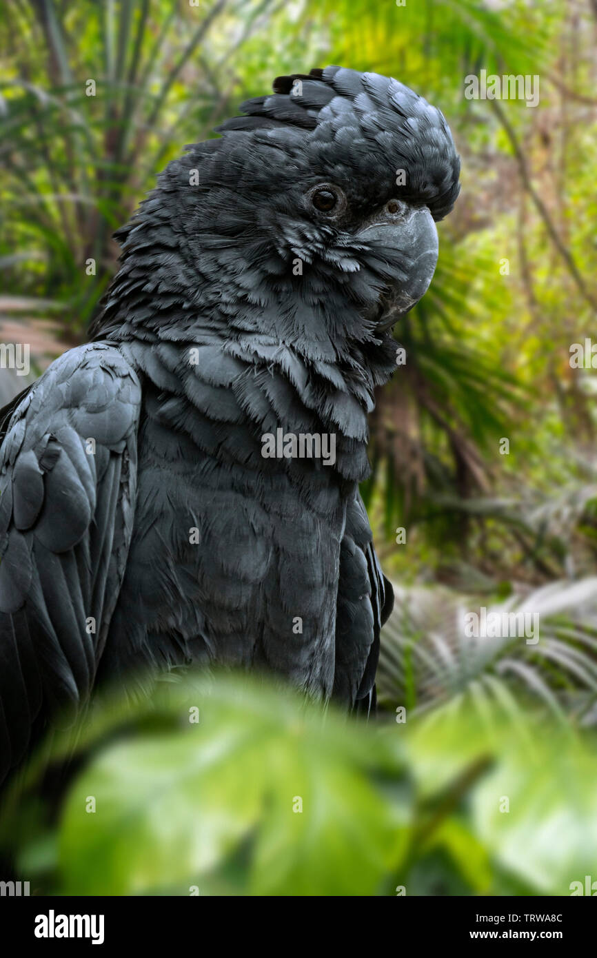 Cacatoès noir à queue rouge / Banksian / cacatoès cacatoès noir des banques (Calyptorhynchus banksii) grand cacatoès noir originaire de l'Australie Banque D'Images