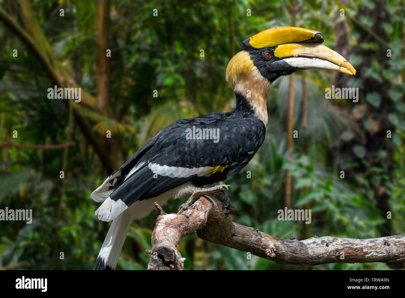 Great hornbill calao / great Indian / grand pied hornbill (Buceros bicornis) indigènes de la sous-continent indien et en Asie du sud-est Banque D'Images