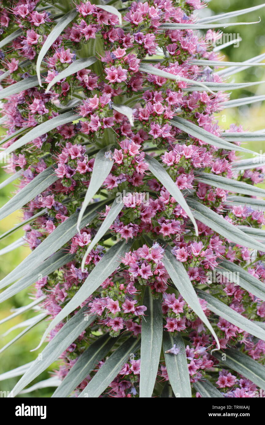 Ehium wildpretii, également appelé tour de bijoux, la floraison au printemps - mai Banque D'Images