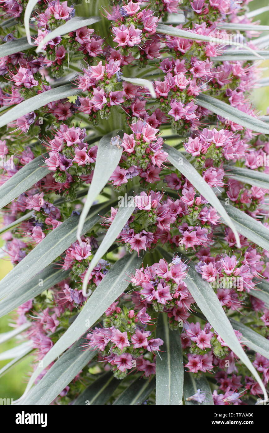 Ehium wildpretii, également appelé tour de bijoux, la floraison au printemps - mai Banque D'Images