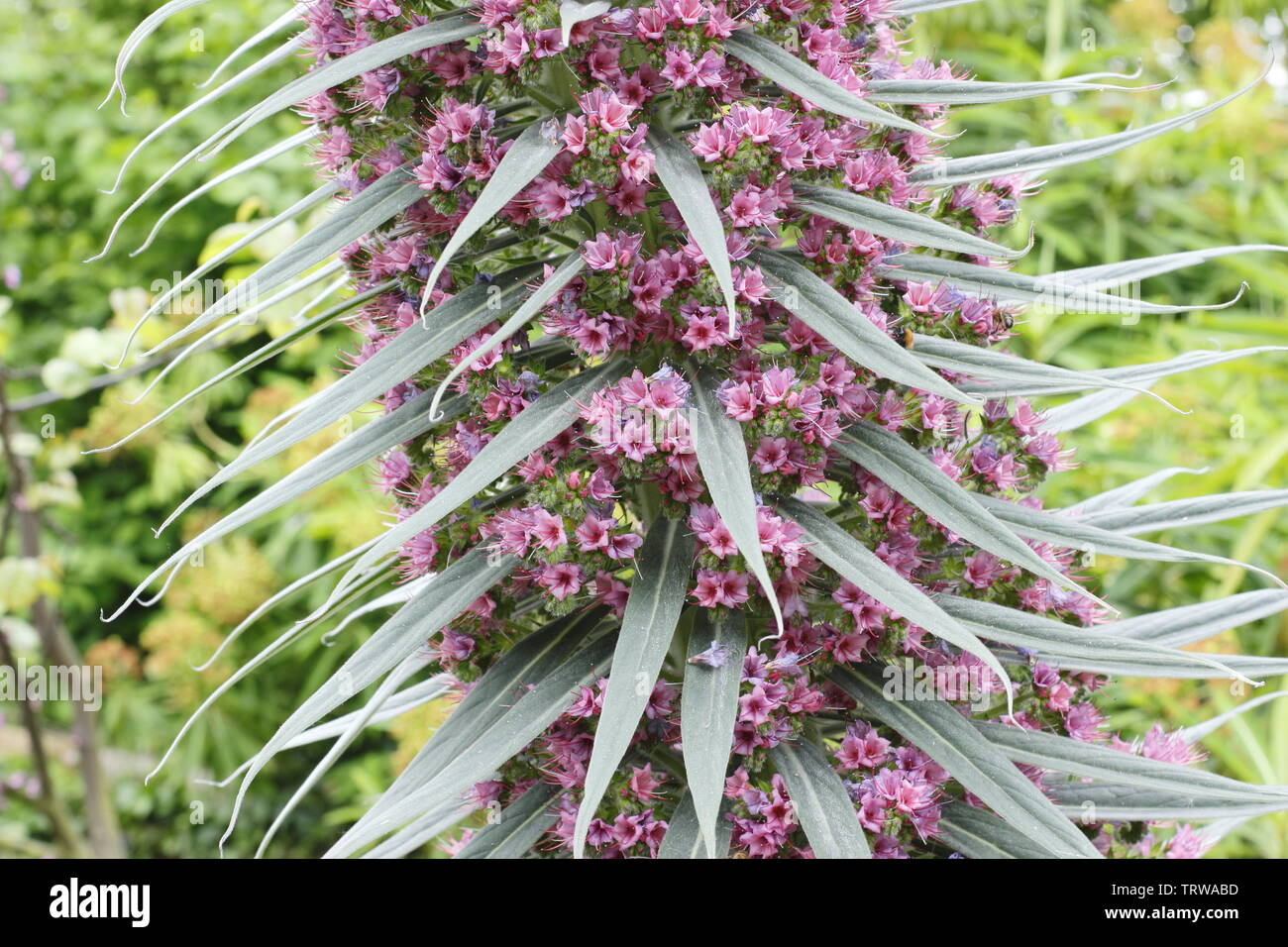 Ehium wildpretii, également appelé tour de bijoux, la floraison au printemps - mai Banque D'Images