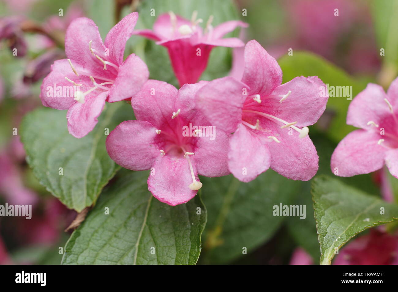 Weigela styriaca Banque de photographies et d’images à haute résolution