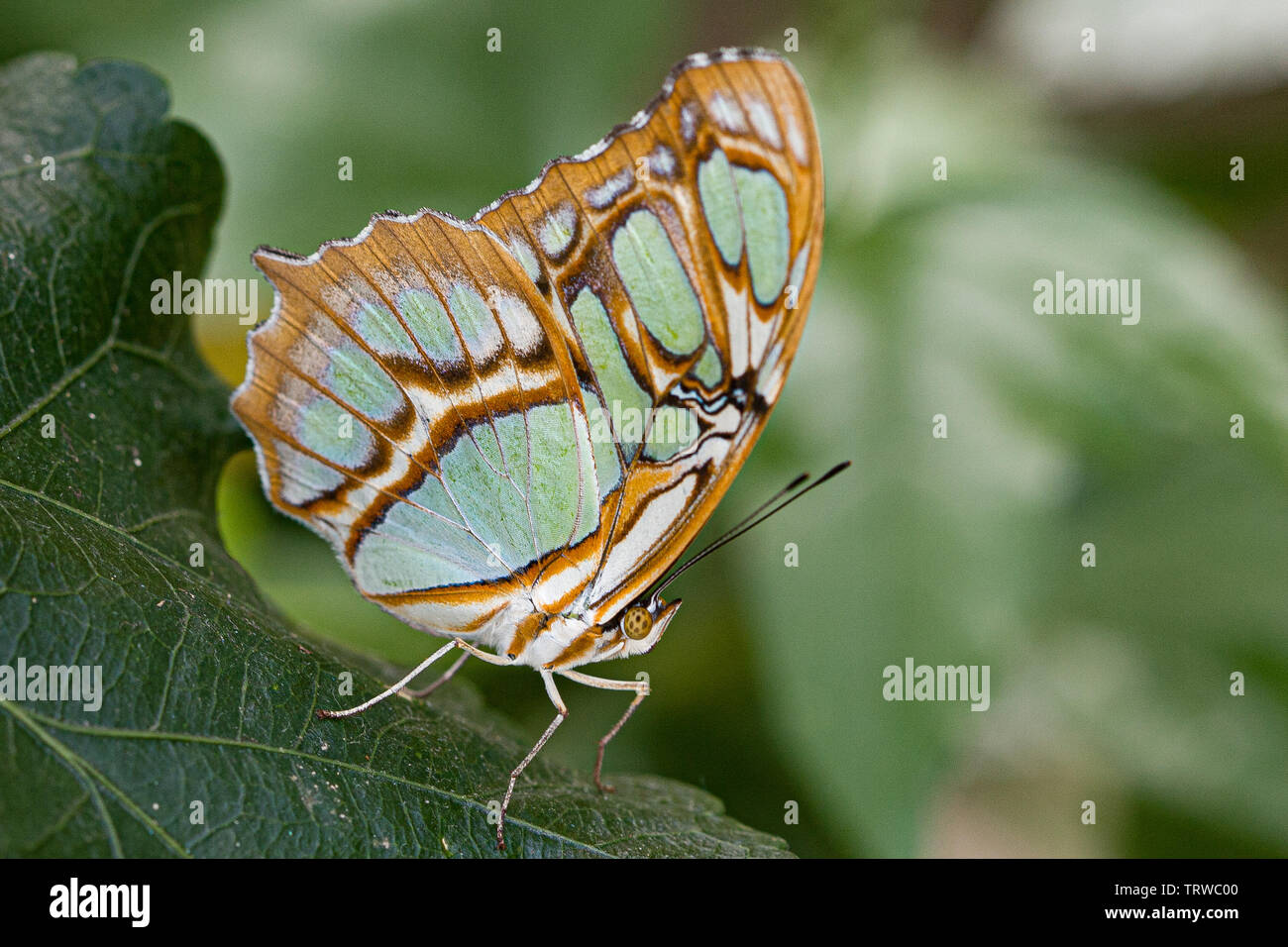 Papillon Malachite Banque D'Images