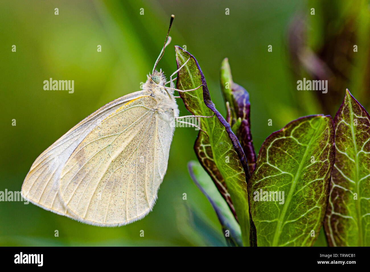 Papillon du chou Banque D'Images