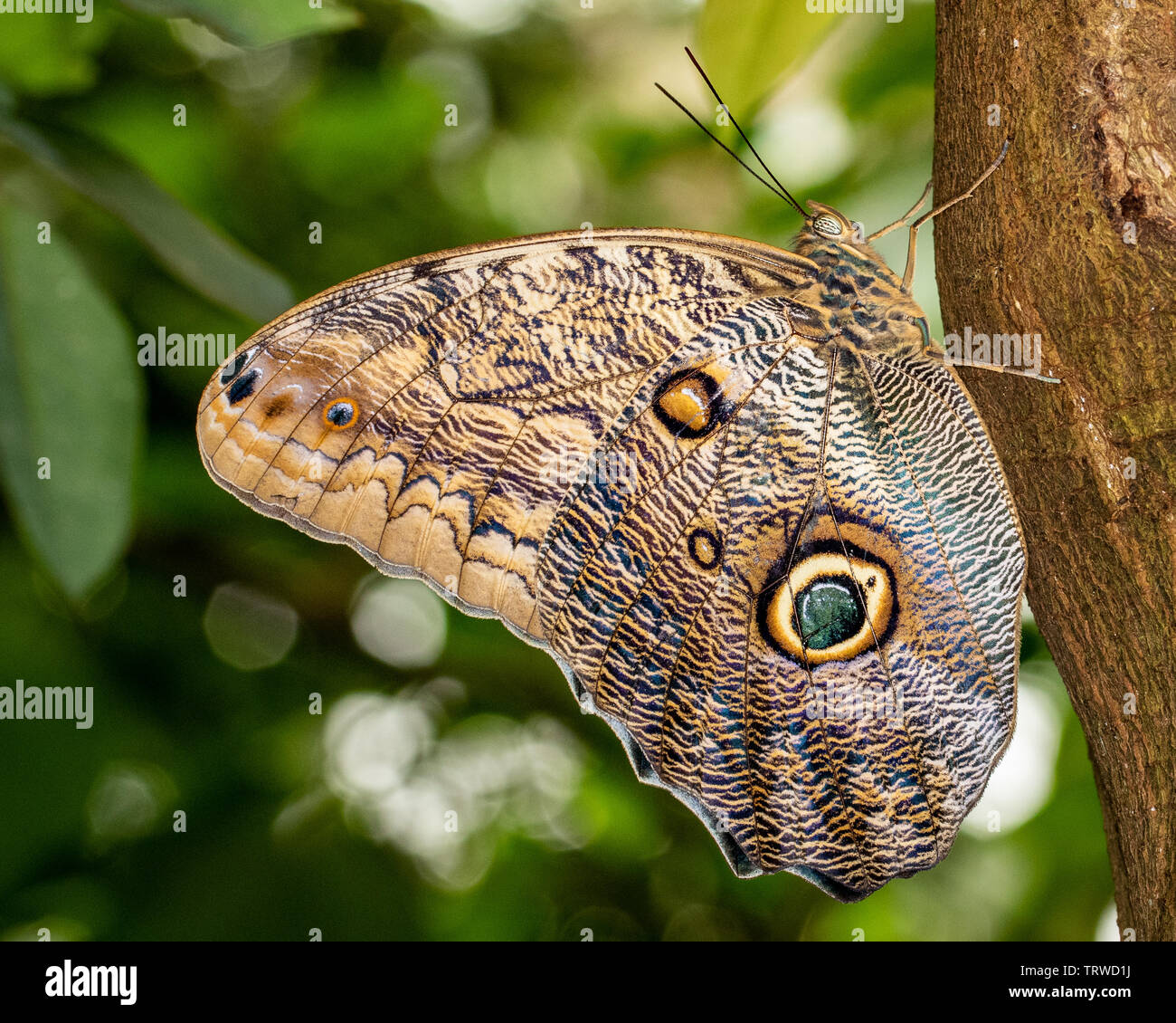 Grumes de jaune papillon Hibou géant Banque D'Images