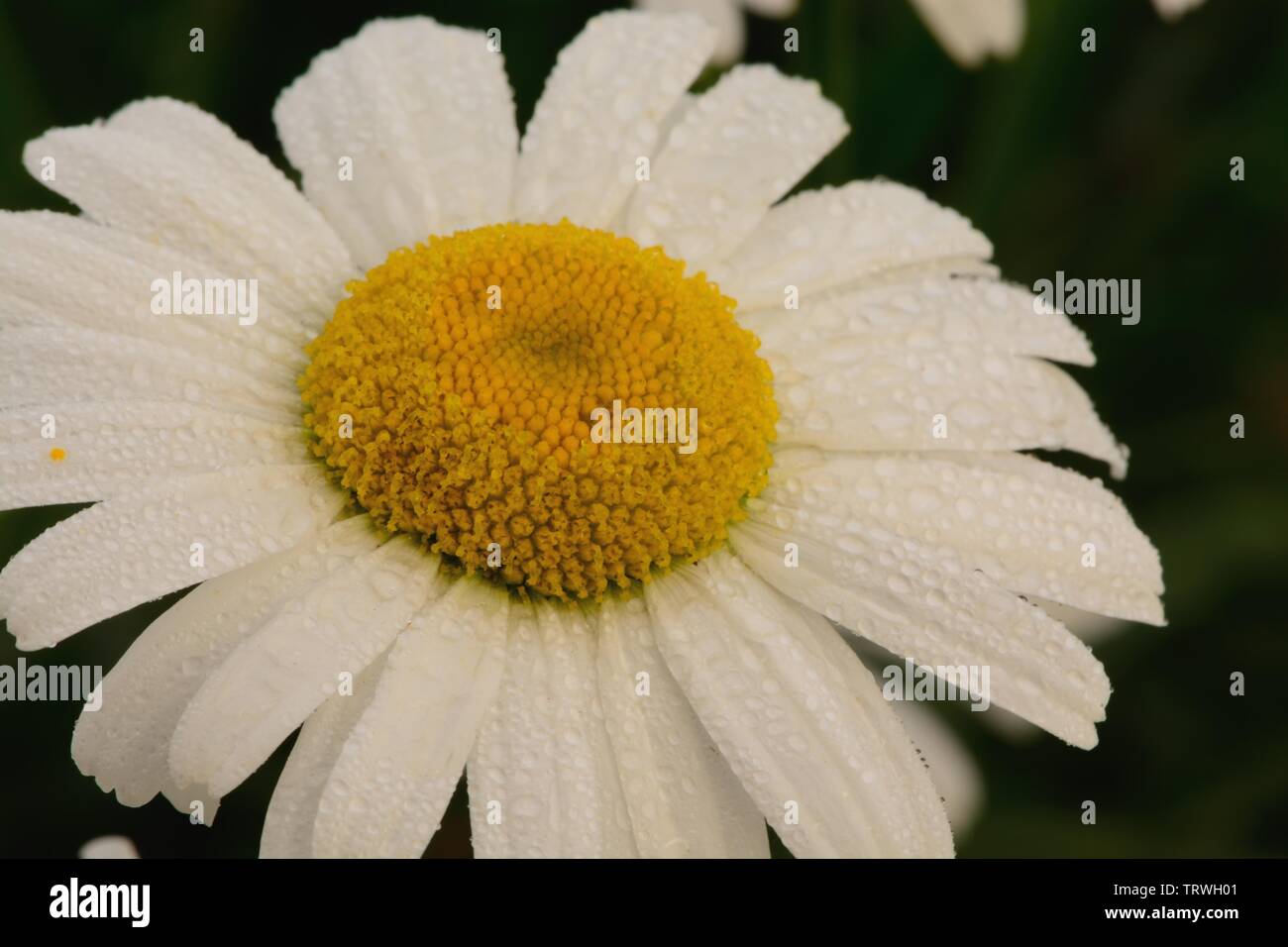 Plan Macro sur un champ en fleur marguerite Banque D'Images