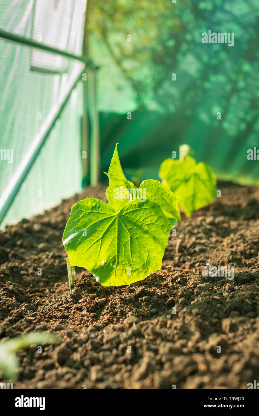 Les jeunes plantes cuumber - Cucurbitaceae, plantés en polytunnel , mi-mai. Surrey, UK Banque D'Images