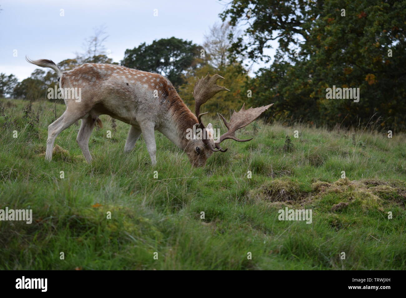 Deer à Tatton Park, Cheshire, Royaume-Uni Banque D'Images