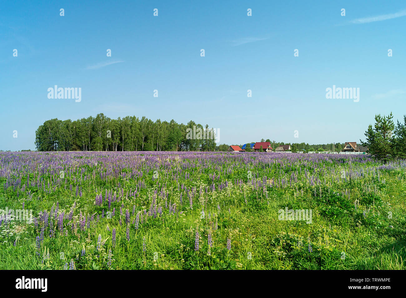 Beau terrain avec lupin sur fond bleu ciel à ans de temps Banque D'Images