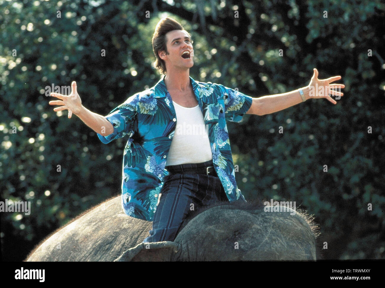 JIM CARREY dans Ace Ventura : QUAND LA NATURE DES APPELS (1995). Copyright : Editorial uniquement. Pas de merchandising ou des couvertures de livres. C'est un document distribué au public. Les droits d'accès uniquement, aucune licence de droit d'auteur prévue. Seulement pour être reproduit dans le cadre de la promotion de ce film. Credit : MORGAN CREEK / Album Banque D'Images