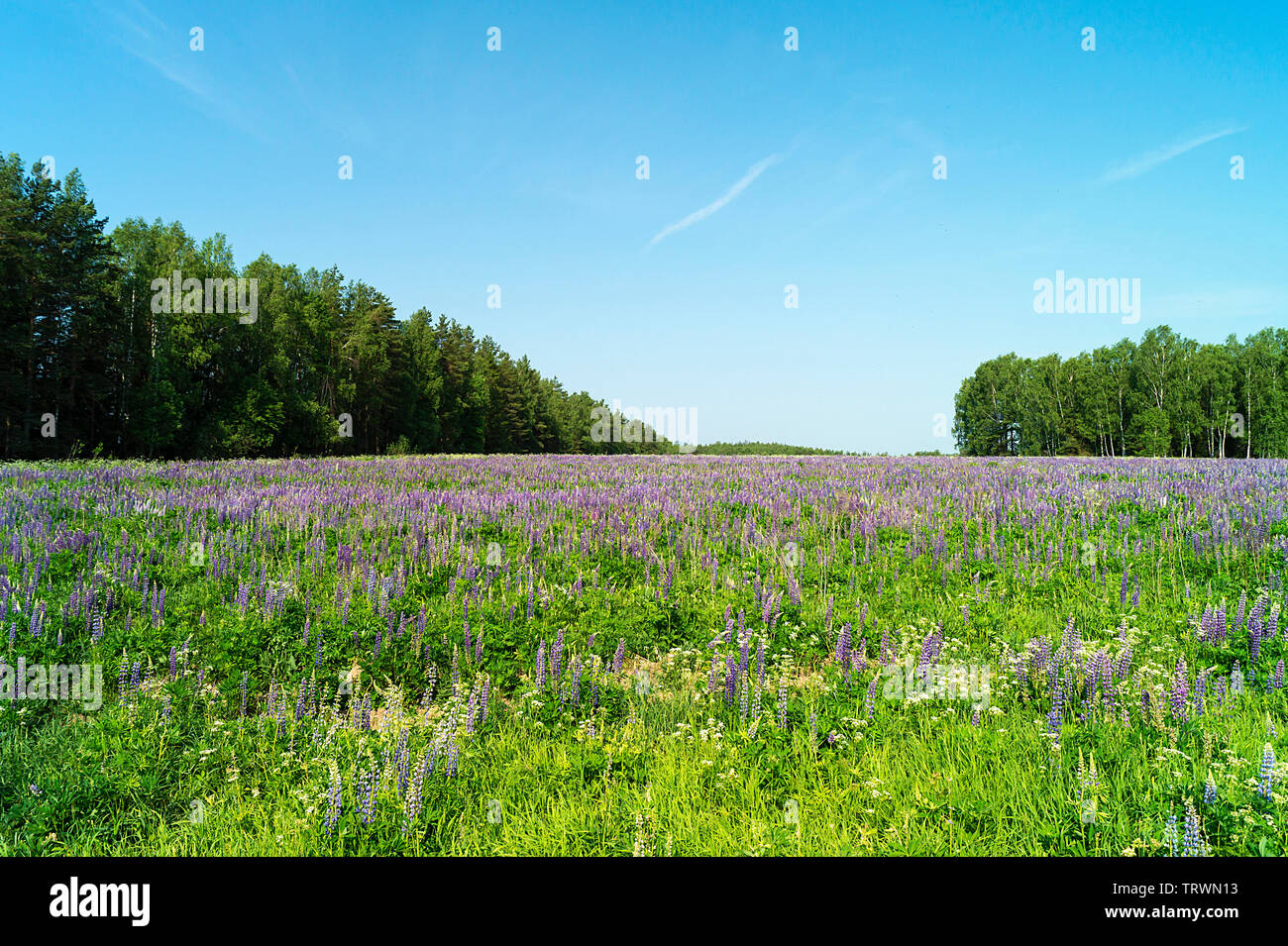 Beau terrain avec lupin sur fond bleu ciel à ans de temps Banque D'Images