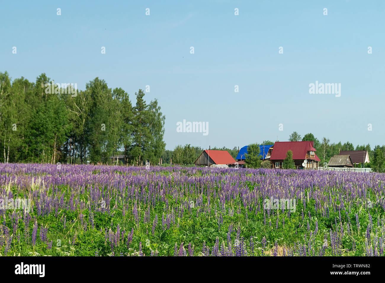 Beau terrain avec lupin sur fond bleu ciel à ans de temps Banque D'Images