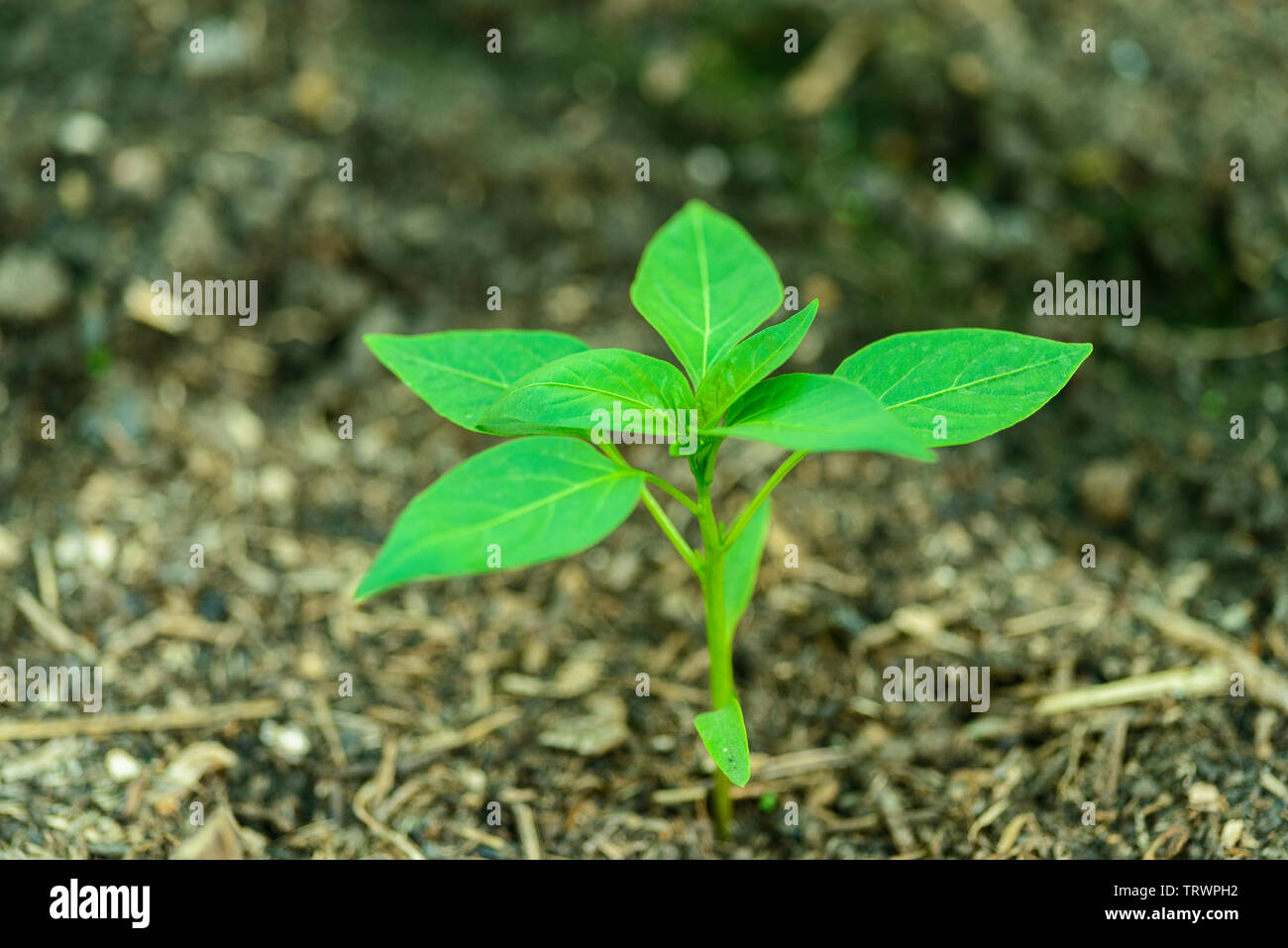 Petit piment du plant planté dans le sol - la fin mai- Capsicum annuum Banque D'Images