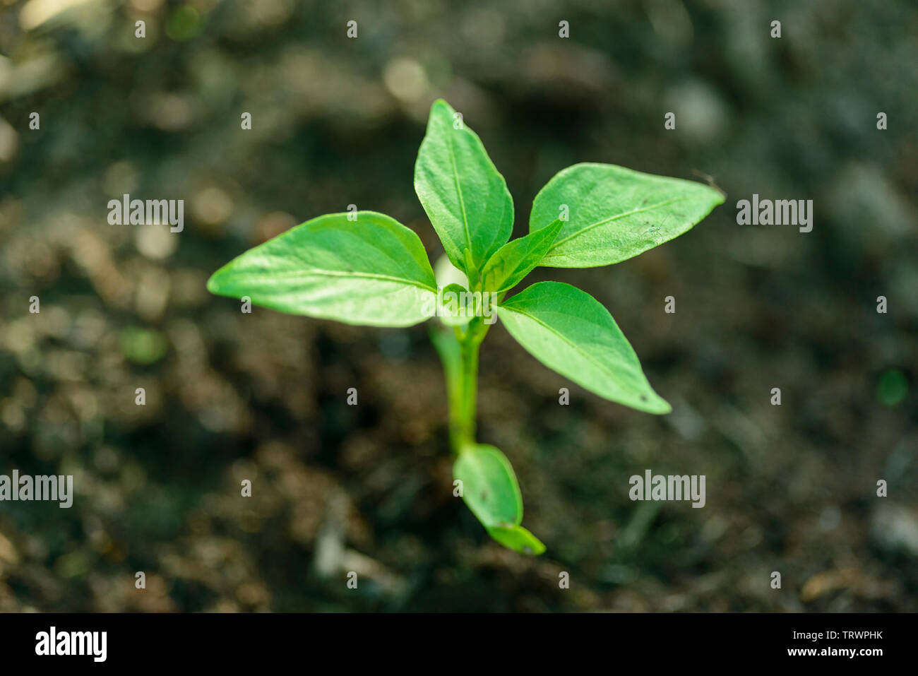 Petit piment du plant planté dans le sol - la fin mai- Capsicum annuum Banque D'Images