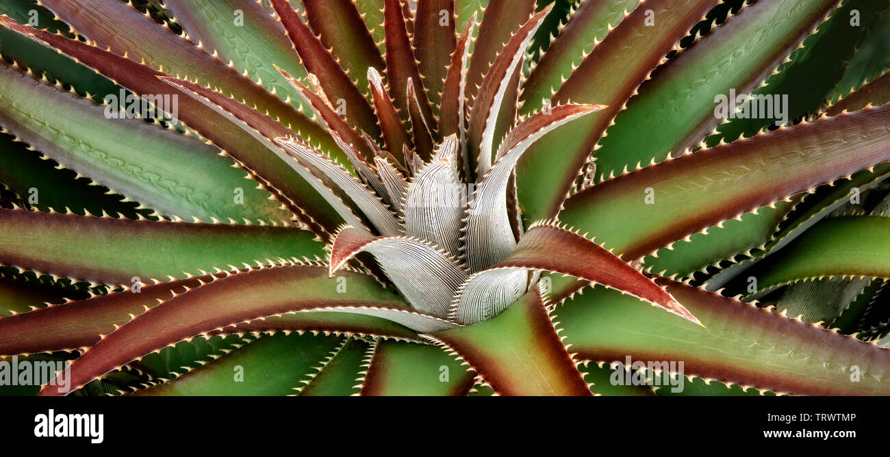Libre de Droits Photographie Cactus. Ali'i Kula Lavender Farm. Maui, Hawaii Banque D'Images