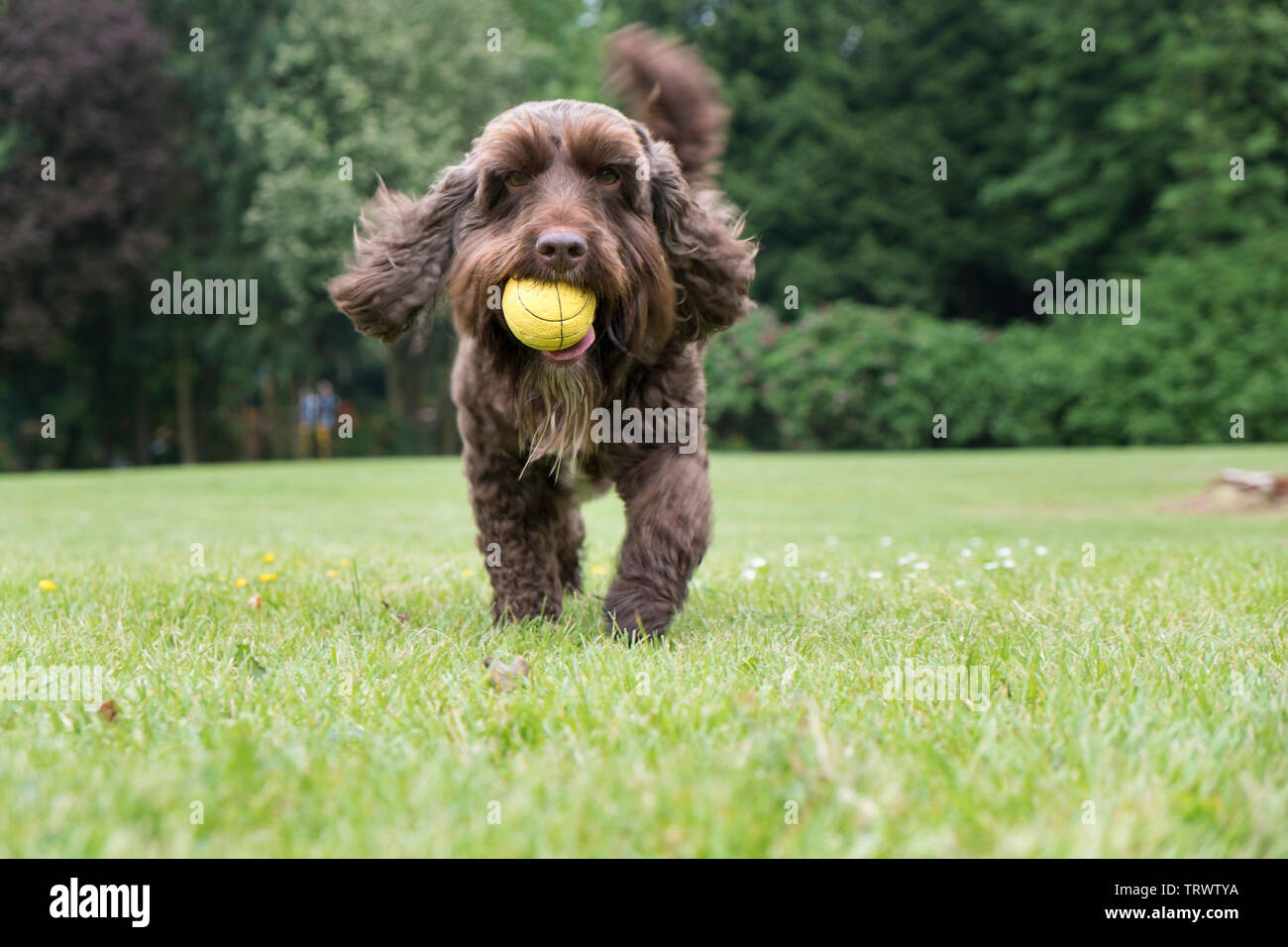 Un homme brun cockerpoo ramener sa balle dans le parc. Banque D'Images