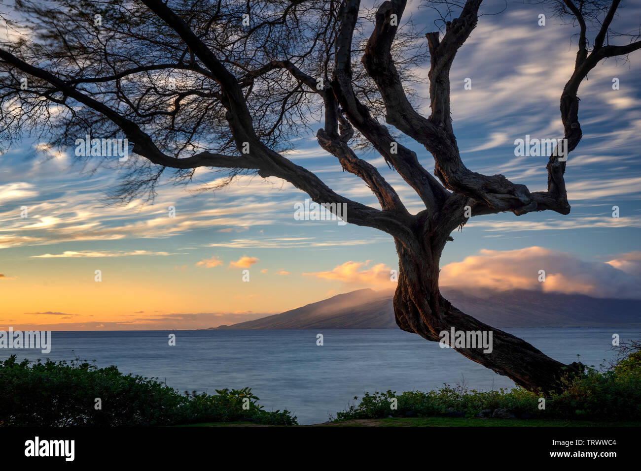 Arbre avec branches et le coucher du soleil de Maui. L'Ouest de Maui en arrière-plan. Maui, Hawaii Banque D'Images