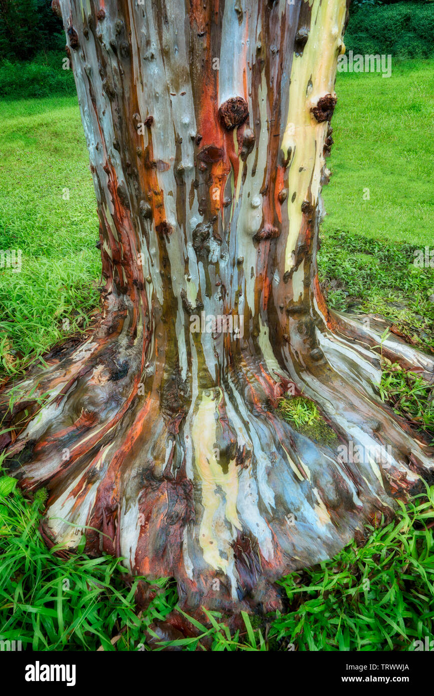 Eucalyptus peint. Keahua Arboretum. Kauai, Hawaii Banque D'Images