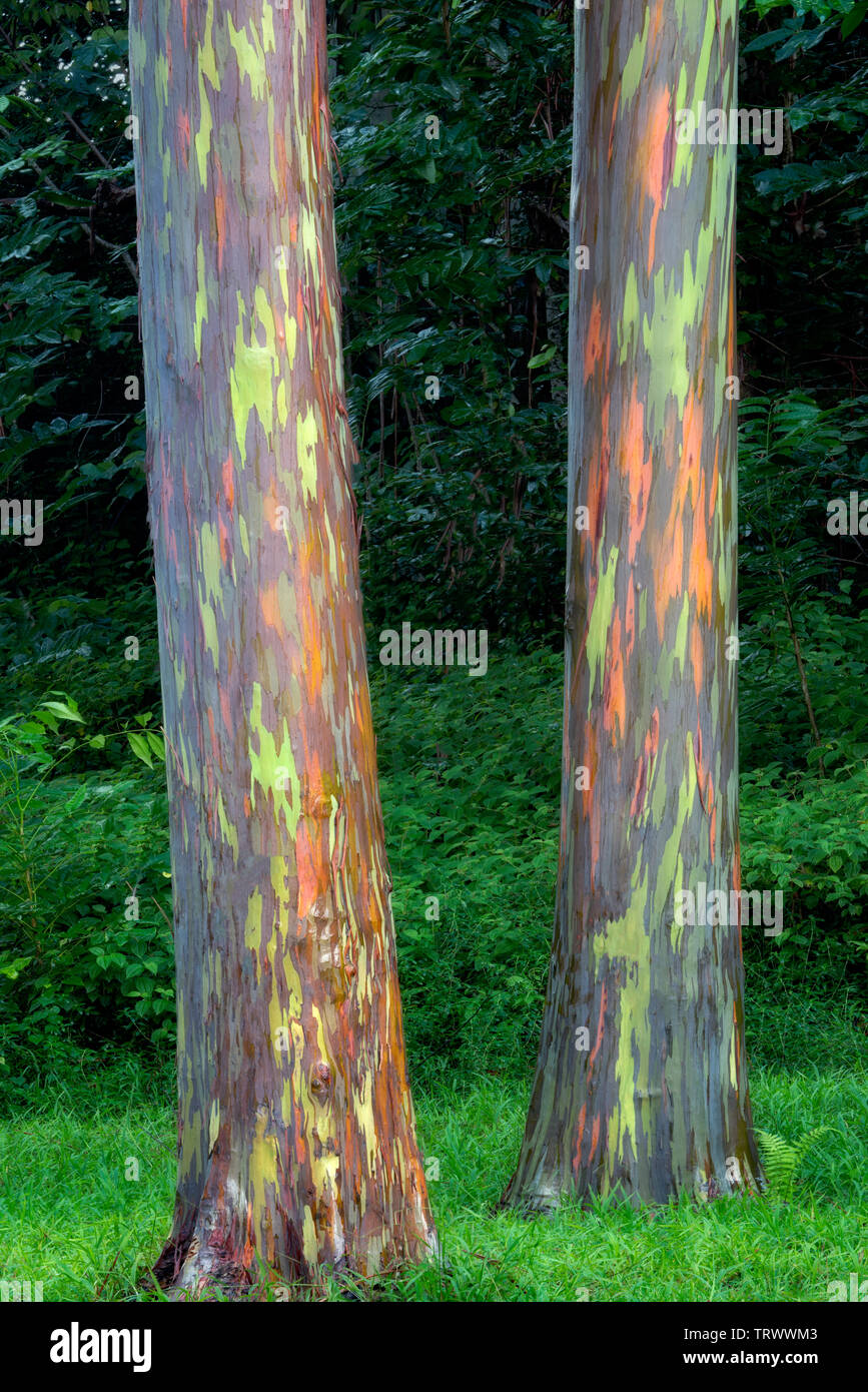 Eucalyptus peint. Keahua Arboretum. Kauai, Hawaii Banque D'Images