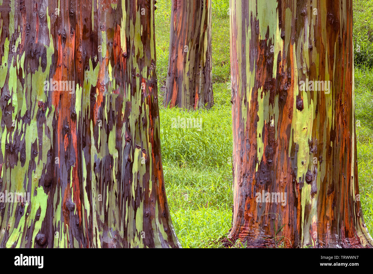 Eucalyptus peint. Keahua Arboretum. Kauai, Hawaii Banque D'Images