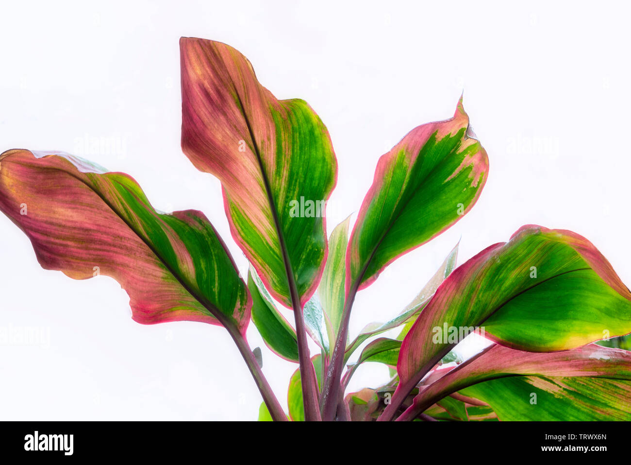 Multi colored close up de ti les feuilles des plantes. Mauai, New York Banque D'Images