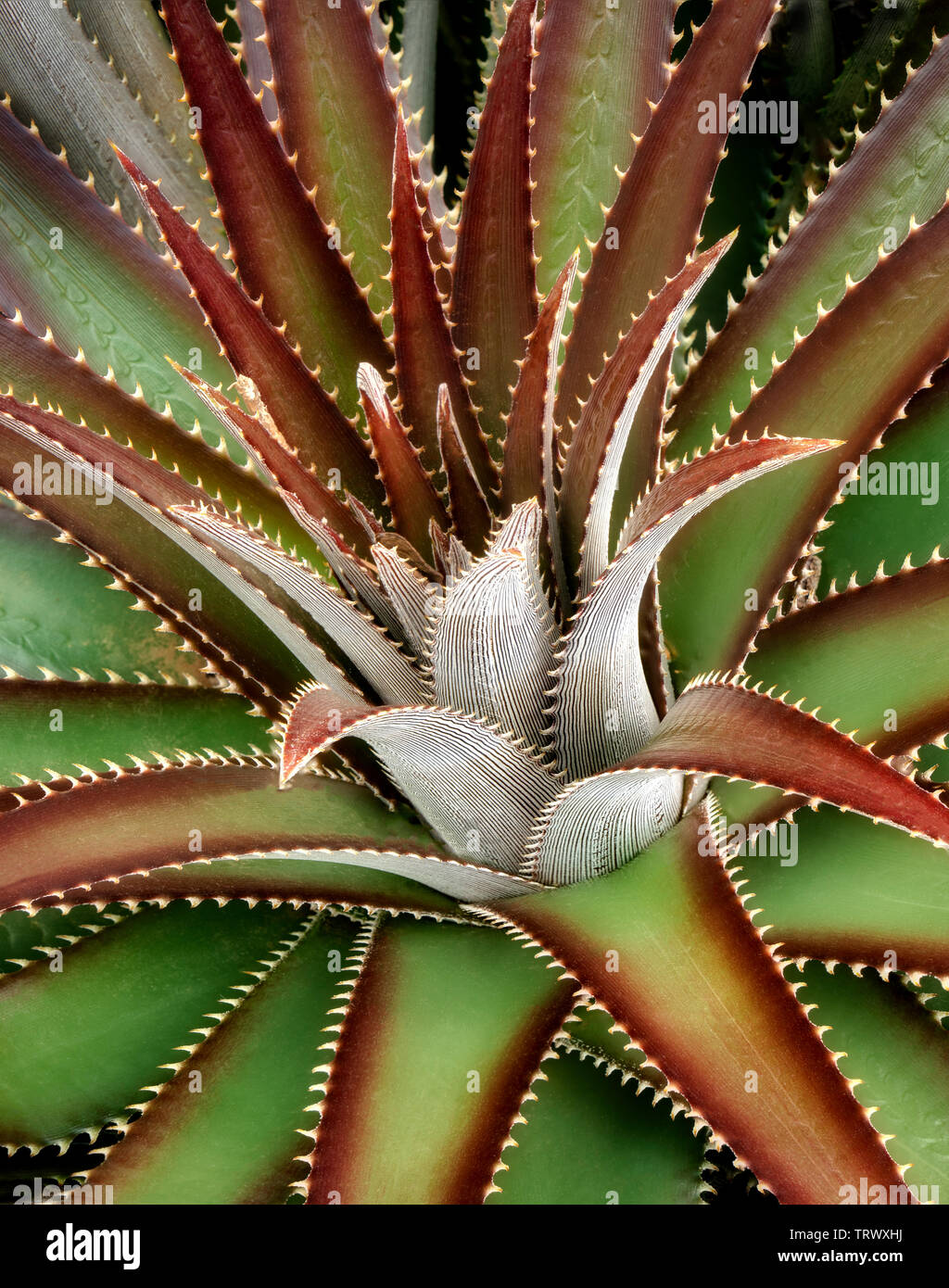 Libre de Droits Photographie Cactus. Ali'i Kula Lavender Farm. Maui, Hawaii Banque D'Images