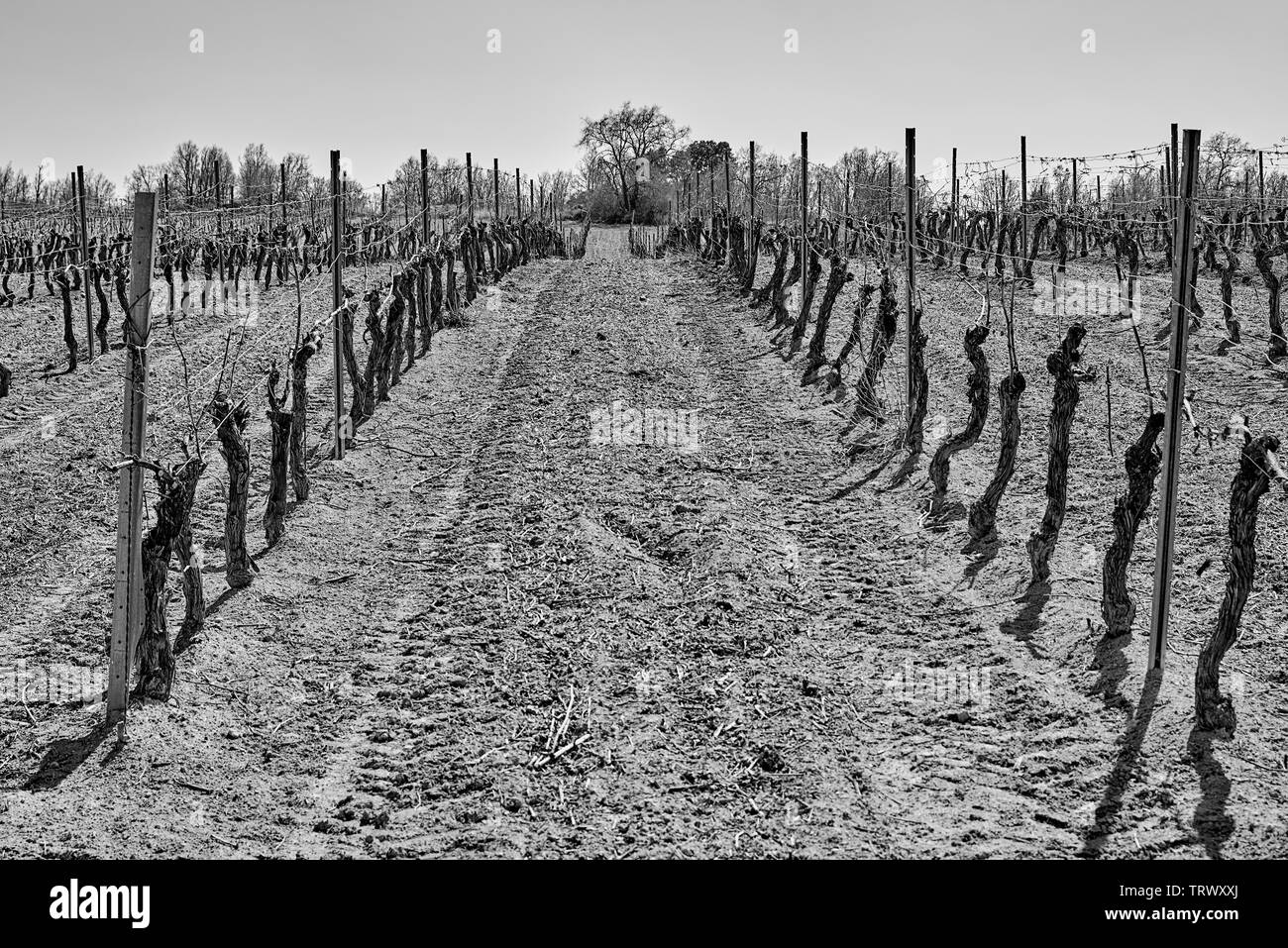 Vignoble Trellised, taillés dans la Ribera de Duero, Peñafiel (Valladolid, Castille et Leon, Espagne, Europe Banque D'Images