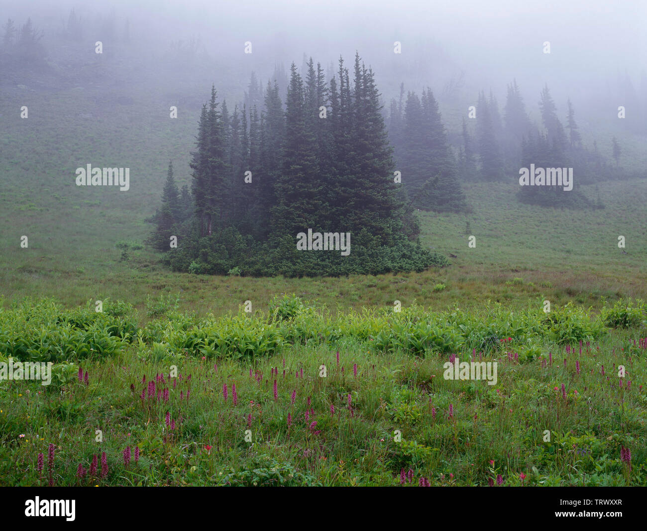 USA, Washington, National Forest Okanogan-Wenatchee, violet fleurs de tête d'éléphant égayer meadow brumeux près de Harts. Banque D'Images