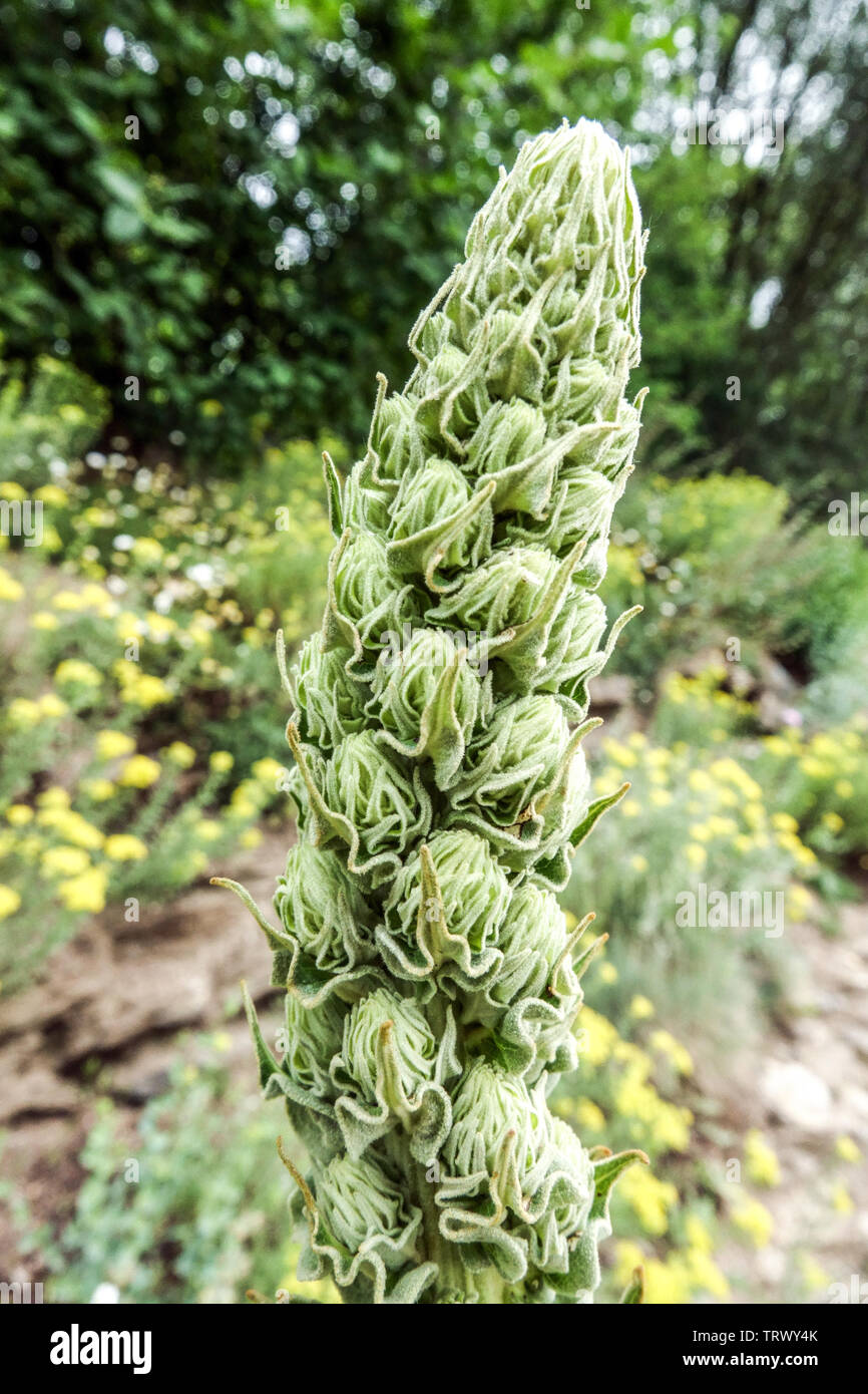 Fleur de Molène Verbascum densiflorum denses Banque D'Images