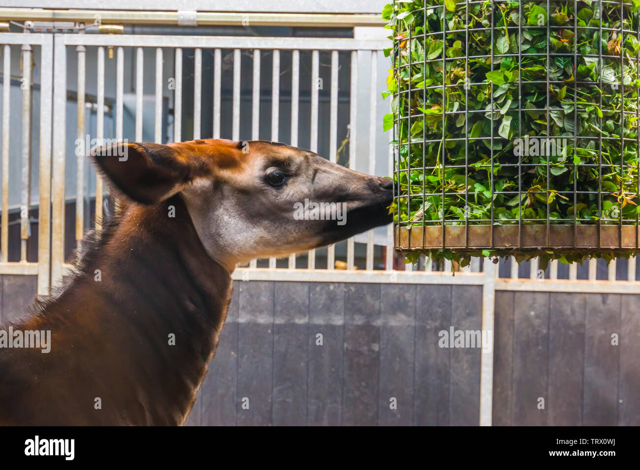 Libre de manger d'okapi à partir d'un panier plein de branches avec des feuilles vertes, l'alimentation des animaux de zoo, en voie de disparition de l'espèce de girafe Congo Banque D'Images