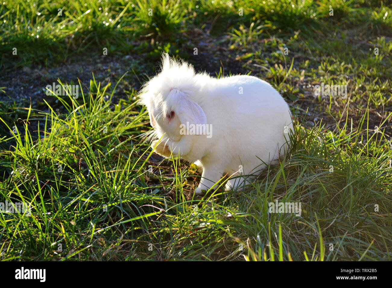 Joli lapin blanc moelleux nano lavage sa face sitting on Green grass prairie sous le soleil. Banque D'Images