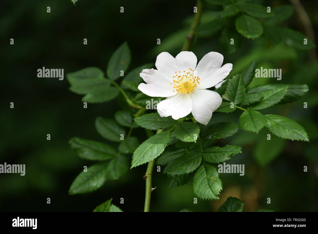 Fleur blanche d'un wild rose Banque D'Images