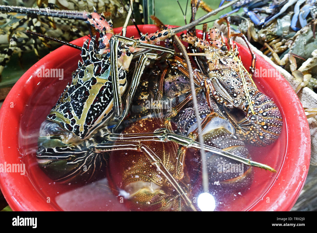 Le homard est l'un des éléments de ce marché de fruits de mer frais. Vous pouvez choisir le style mais vous voulez qu'il cuit selon le restaurant de choix. Banque D'Images