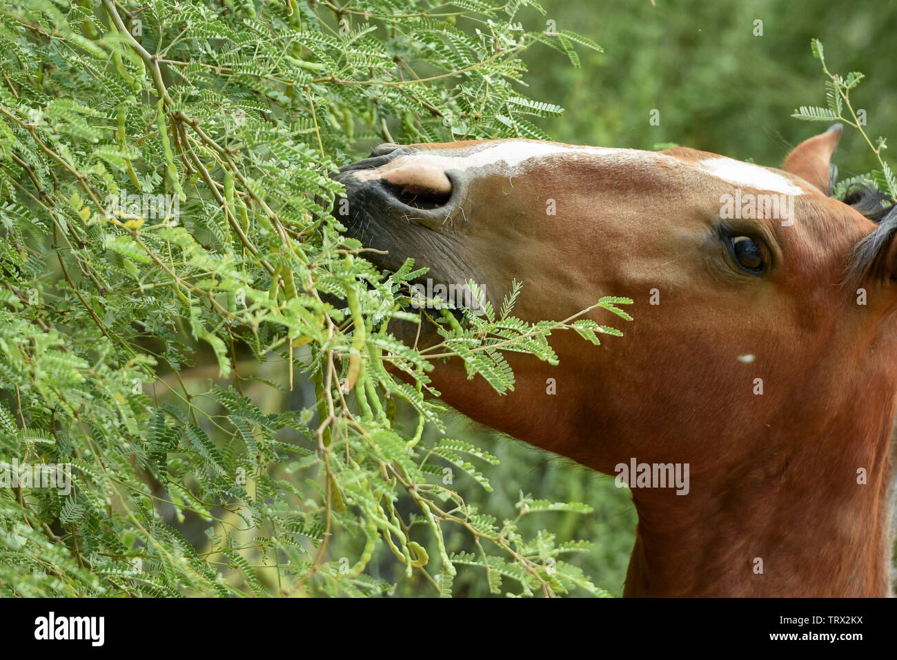 Chevaux sauvages errent dans la forêt nationale de Tonto dans l'Arizona. Banque D'Images