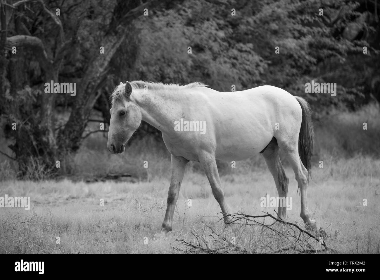 Chevaux sauvages errent dans la forêt nationale de Tonto dans l'Arizona. Banque D'Images