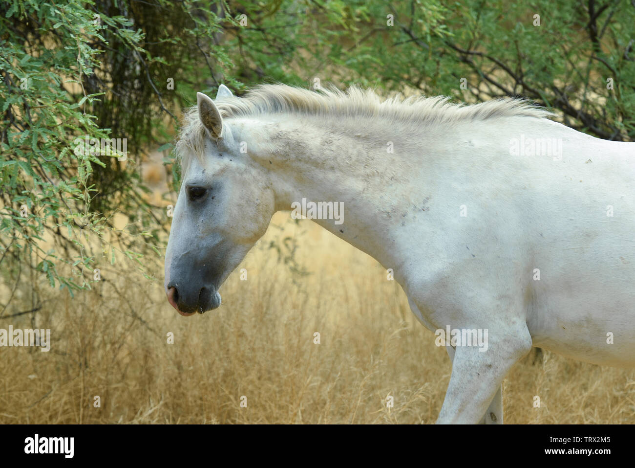 Chevaux sauvages errent dans la forêt nationale de Tonto dans l'Arizona. Banque D'Images