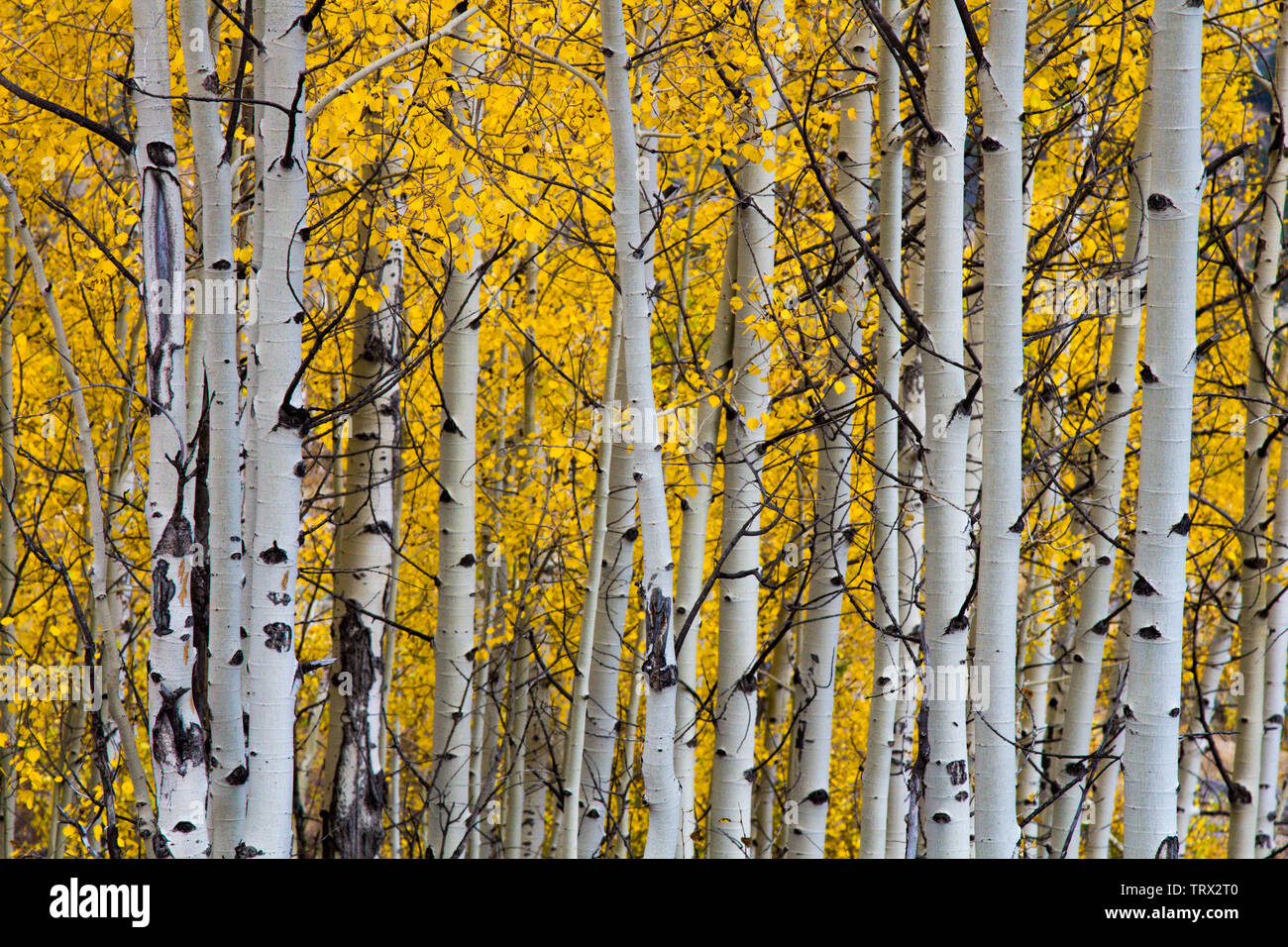 Feuillage de l'automne, trembles, Ranch, Wyoming. Absaroka Banque D'Images