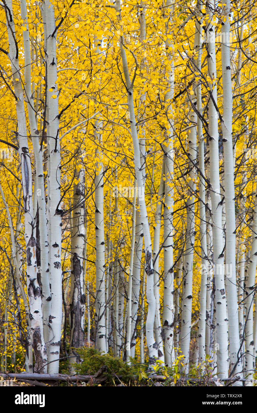 Feuillage de l'automne, trembles, Ranch, Wyoming. Absaroka Banque D'Images