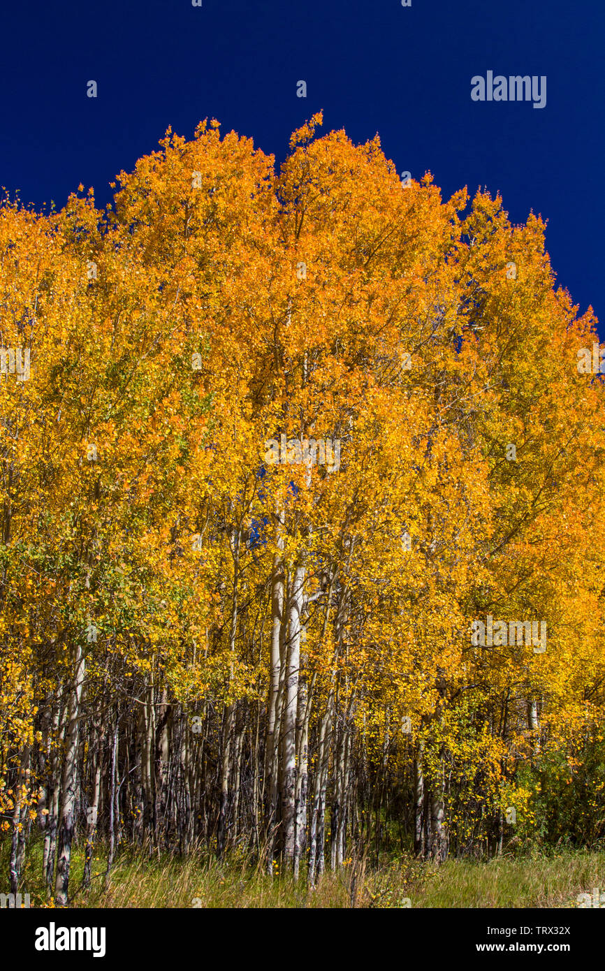 Feuillage de l'automne, trembles, Ranch, Wyoming. Absaroka Banque D'Images