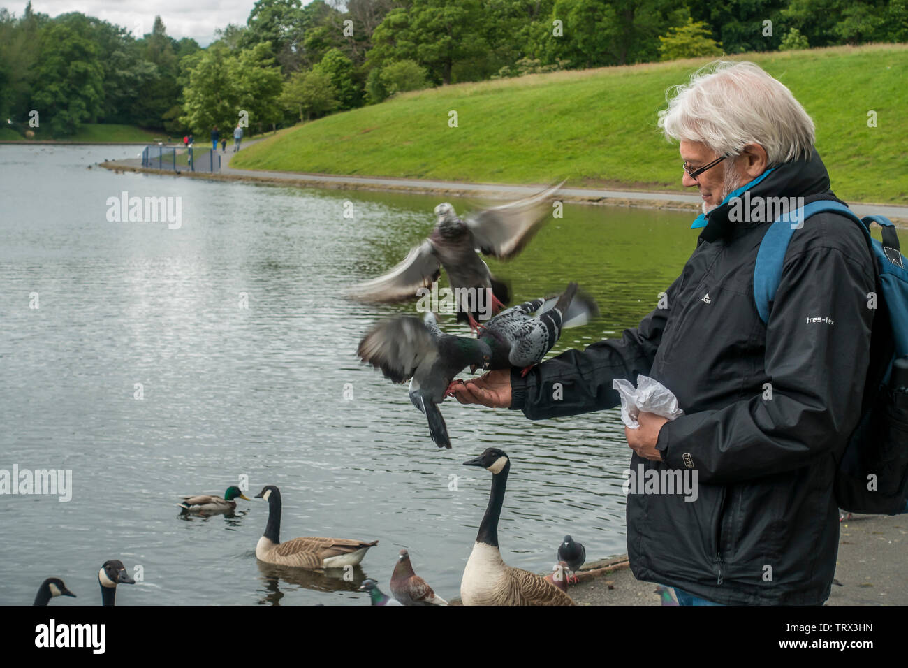 Man. alimentation,Pigeons,PAR,Main,Sefton Park, Liverpool Banque D'Images