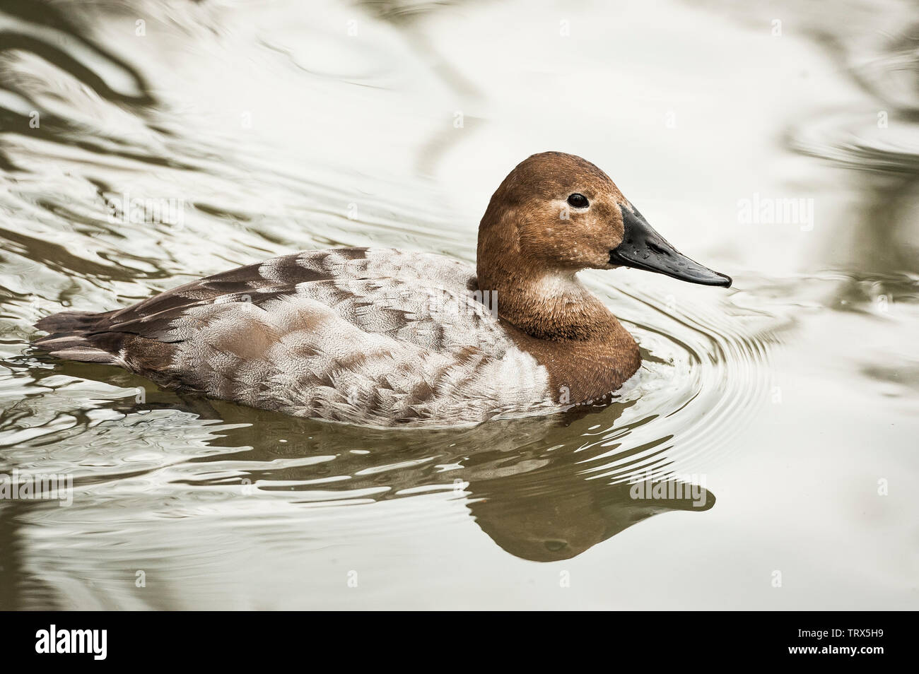 Fuligule à dos blanc (Aythya valisineria) duck nage dans l'eau de l'étang à un parc d'oiseaux. Cet adulte femelles de canard est un canard plongeur. Banque D'Images