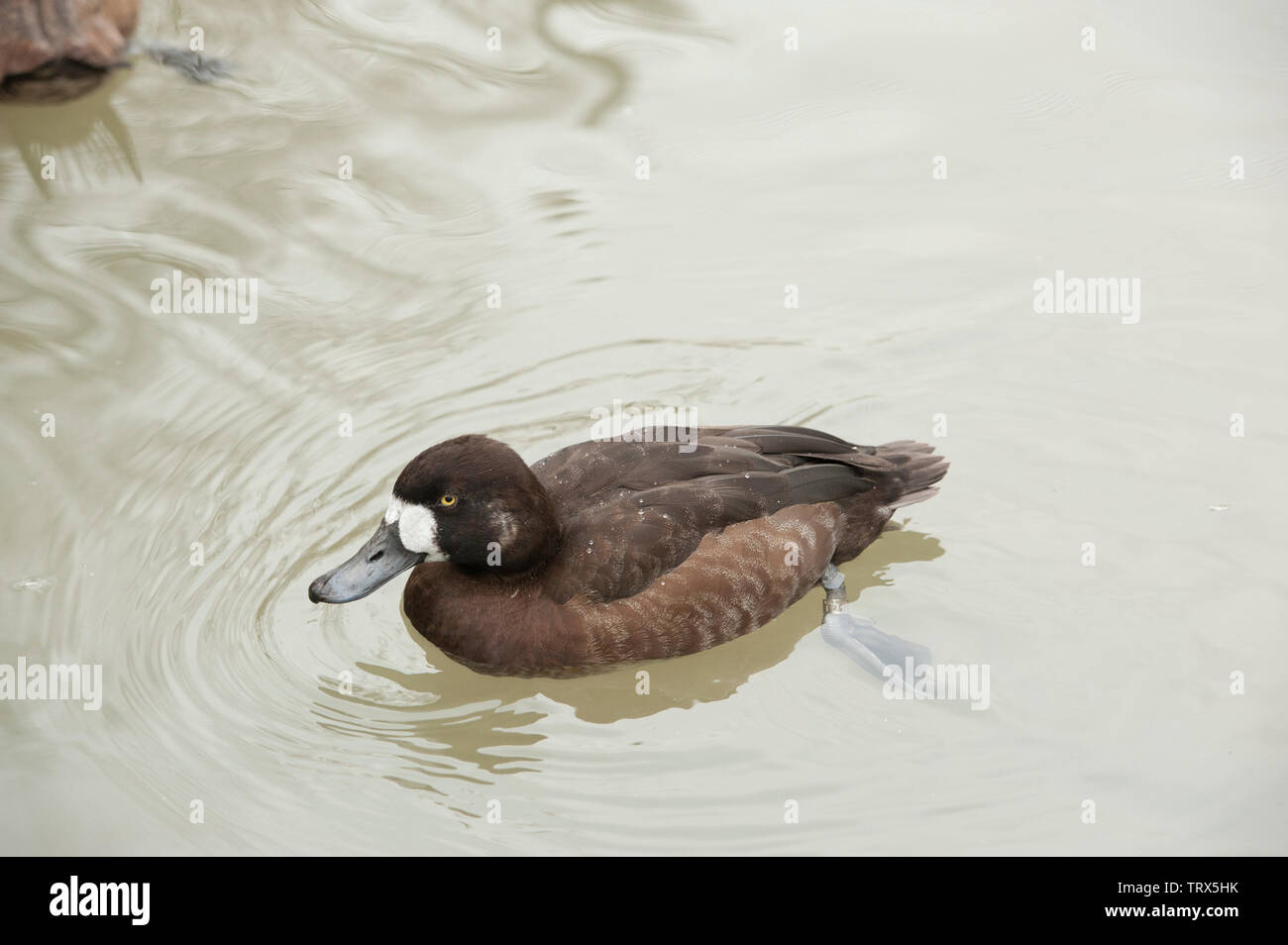 L'érismature rousse (Oxyura jamaicernsis) mâle en plumage nuptial avec qui nage dans un étang. L'Érismature rousse un canard plongeur commun sur les étangs, les lacs et les baies abritées dans Banque D'Images
